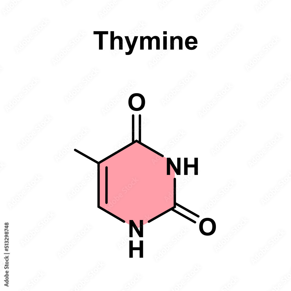 Chemical Illustration of Thymine Molecule. Vector Illustration. Stock
