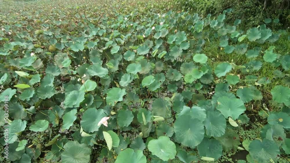The landscape is filled with so many lotuses. no color grading. neutral video. 4K video footage. The landscape is filled with so many lotuses. no color grading. neutral video. 4K video footage.
