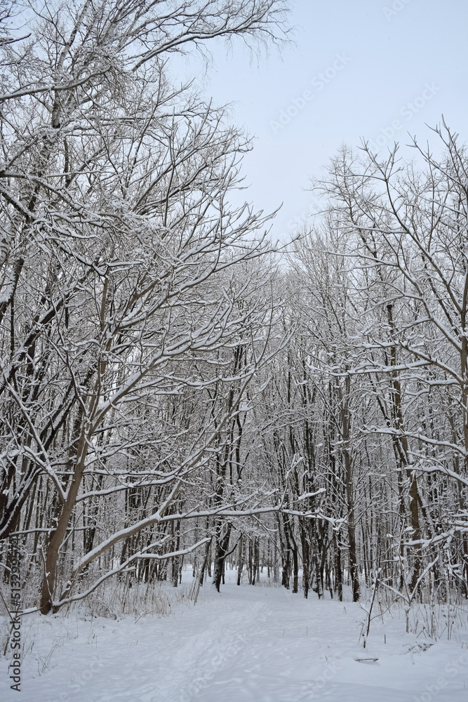 snow covered trees snow covered trees