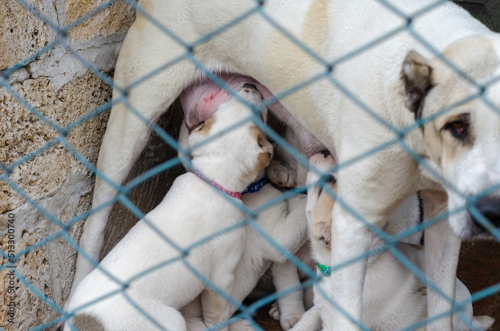A female dog breastfeeding cute puppies in an enclosure. Central Asian
