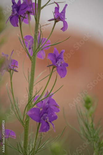 Purple flower close up. Selective focus