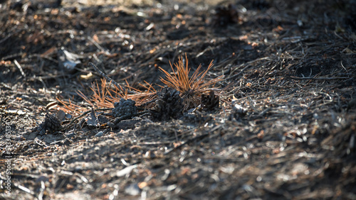 FOREST - Dry pine branch on the underwood