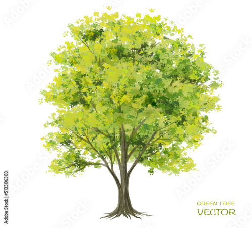 Vector watercolor tree side view isolated on white background for landscape and architecture drawing, elements for environment or and garden,botanical elements for section 
