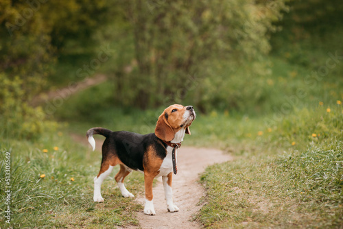 Summer portrait of a young beagle dog walking in nature