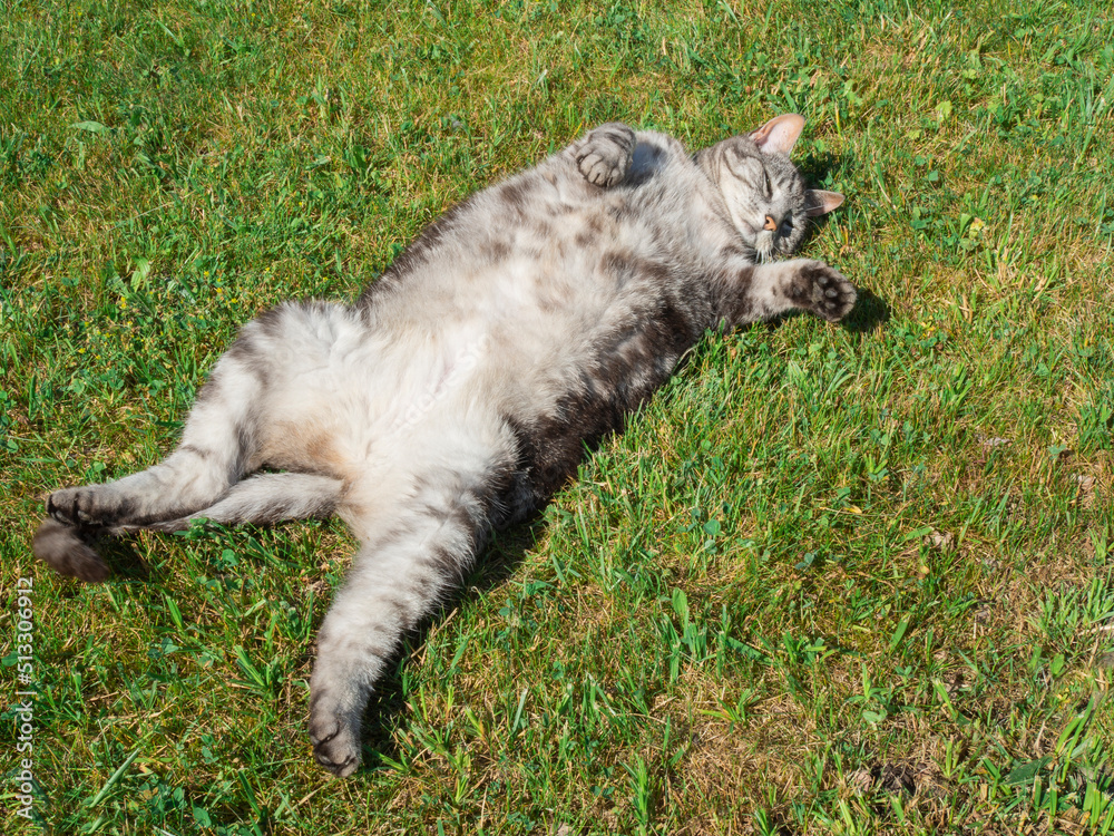 Kot leżący na trawie - obrazy, fototapety, plakaty 