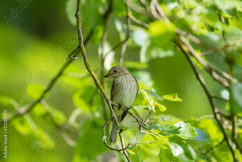 Foto The spotted flycatcher (Muscicapa striata) perched on a branch in Estonian natur