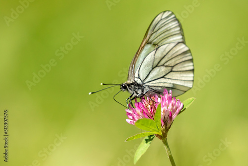 Beautiful large butterfly, the black- veined white, Aporia crataegi, feeding on a clover flower on a sunny summer day in Estonian nature
