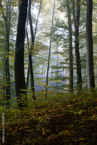 Wald mystisch