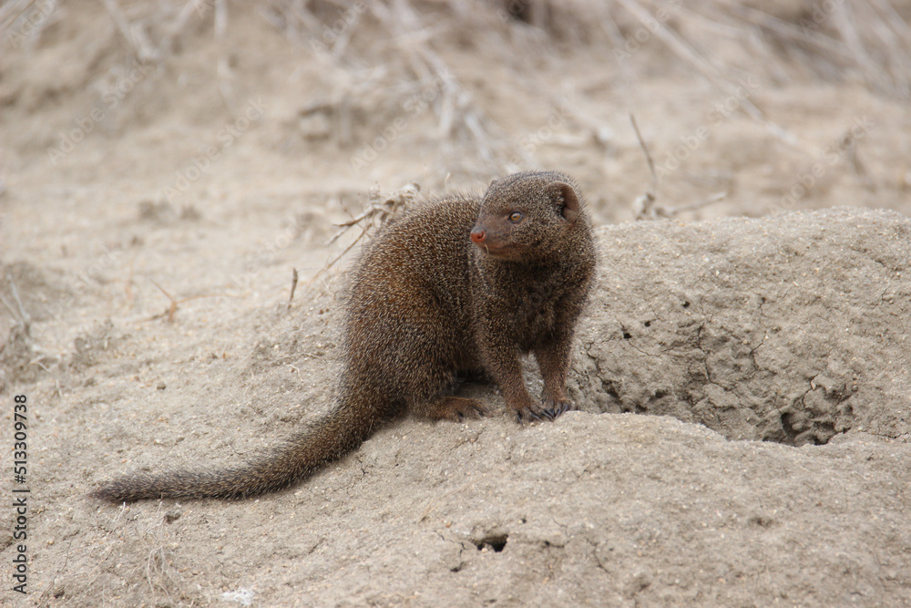 Dwarf Mongoose, Kruger National Park, South Africa Dwarf Mongoose, Kruger National Park, South Africa