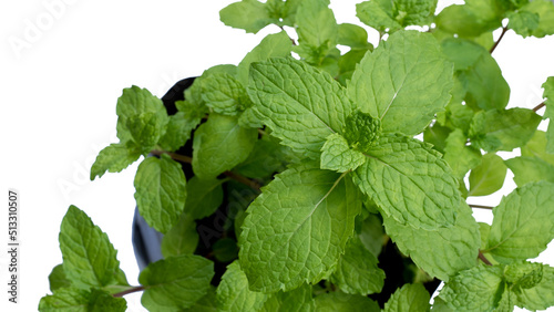 Top View Growing Fresh Mint In Black Bag Isolated On White Background.