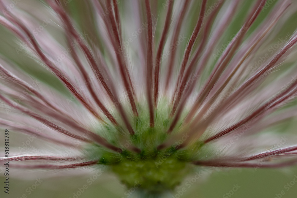 Pasque Flower - Pulsatilla - Prairie Crocus Pasque Flower - Pulsatilla - Prairie Crocus