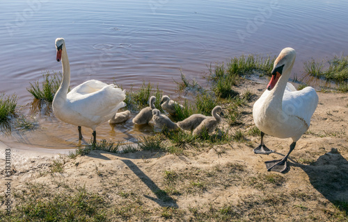 Two white swans are guarding their little gray swans.