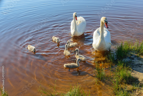 Two white swans and six small gray swans swim in the lake