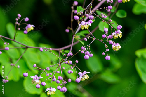 Many pink flowers and Chinese meadow-rue flowers with beautiful round buds. photo