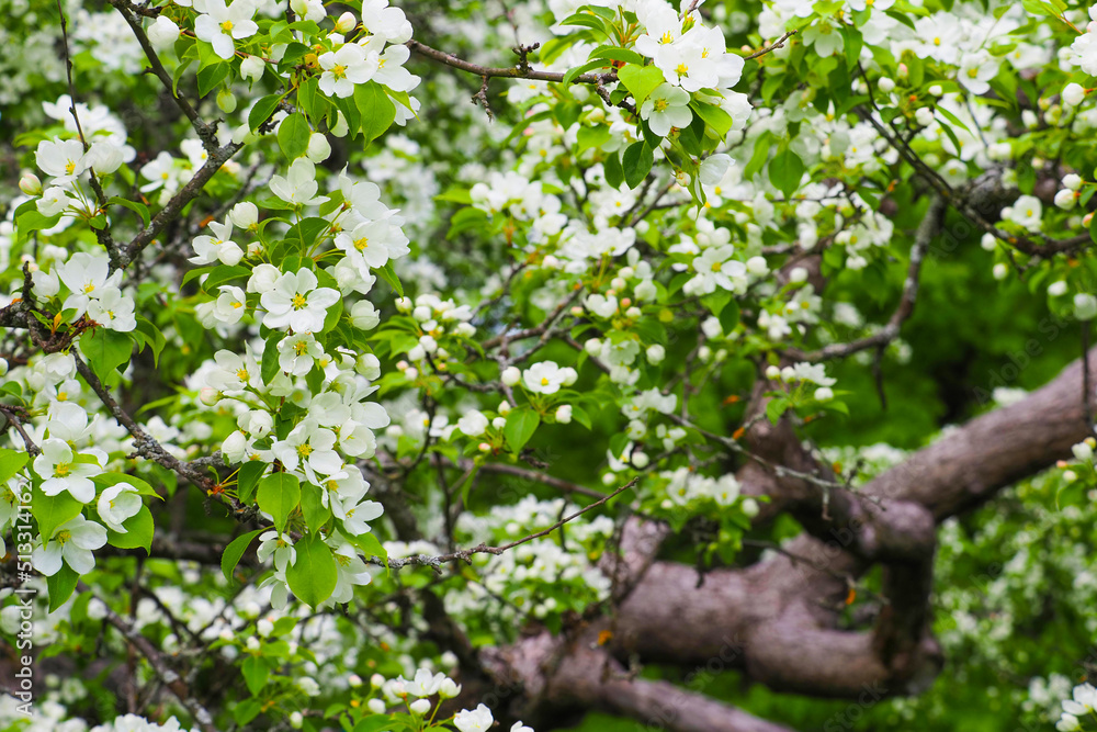 Apple orchard outdoors. White flowers on branches of blooming apple tree in spring Apple orchard outdoors. White flowers on branches of blooming apple tree in spring