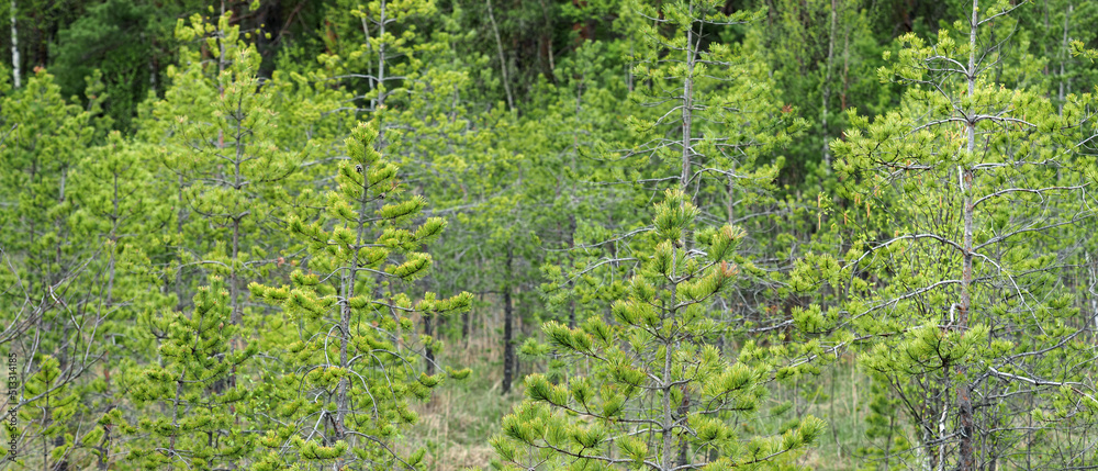 Green young pine forest on swamp. Evergreen coniferous forest, panoramic view Green young pine forest on swamp. Evergreen coniferous forest, panoramic view