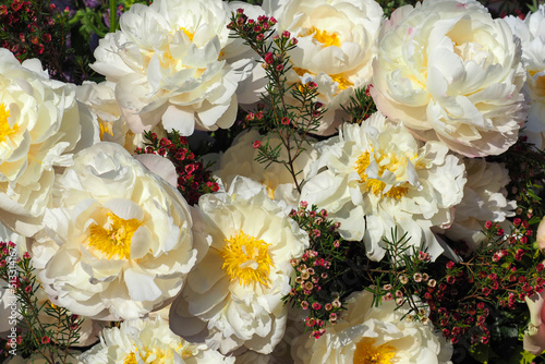 Bouquet of fresh beautiful flowers peonies and Chamelaucium uncinatum or waxflower. Peony fringed ivory, white and yellow flower. Natural flowers as floristic decoration wallpaper or greeting card photo