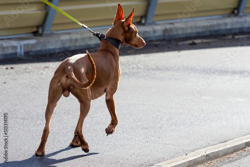 Kelb tal-Fenek or Pharaoh hound with a leather collar and a leash on walk outdoors photo