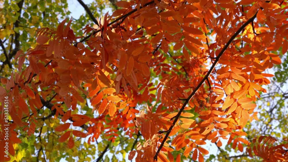 Autumn leaves nature background. Leaves swing on a tree in an autumn Park. Autumn colorful Park. Beautiful natural bokeh, sunlight and glare.Selective focus at leaves. Wide aperture. Bottom view. Autumn leaves nature background. Leaves swing on a tree in an autumn Park. Autumn colorful Park. Beautiful natural bokeh, sunlight and glare.Selective focus at leaves. Wide aperture. Bottom view.