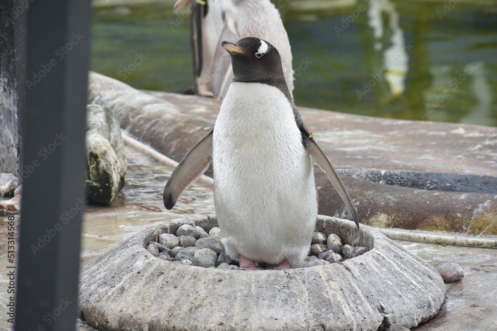 Naklejka premium Cute Penguin in nest