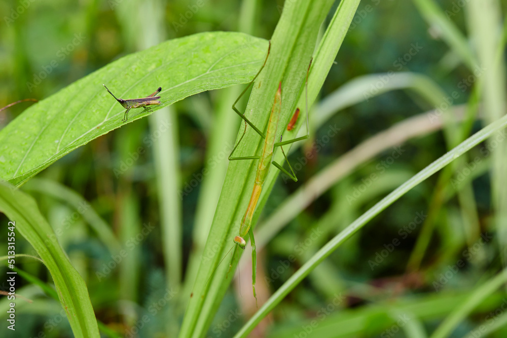 grasshopper and praying mantis on green leaves grasshopper and praying mantis on green leaves