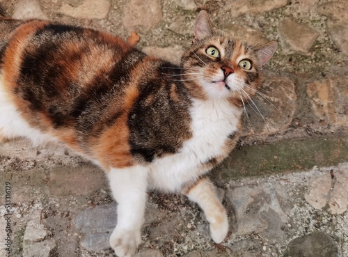 Portrait of beautiful cat in the old alley of Spello