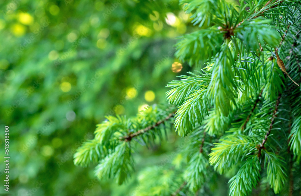 Spruce branch with fresh shoots. Evergreen pine foliage with beautiful bokeh. Spruce branch with fresh shoots. Evergreen pine foliage with beautiful bokeh.