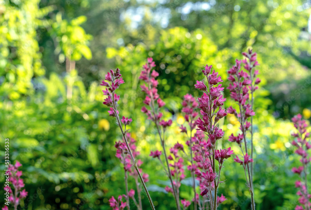 Heuchera (alumroot or coral bells) blossom in the summer garden. Heuchera (alumroot or coral bells) blossom in the summer garden.