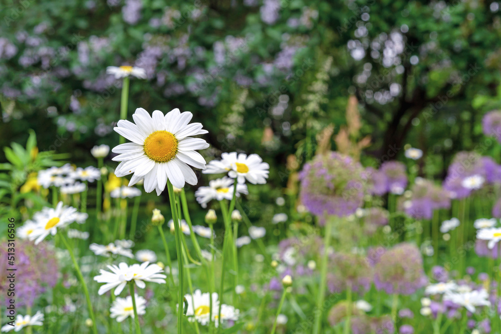 Chamomile flower field. Daisy flowers in summer day.
