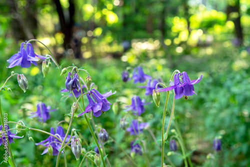 Purple flowers of Aquilegia vulgaris or European columbine bloom in the summer garden. photo