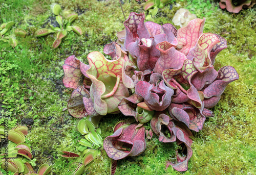 Carnivorous plant Sarracenia purpurea (American Pitcher Plant).