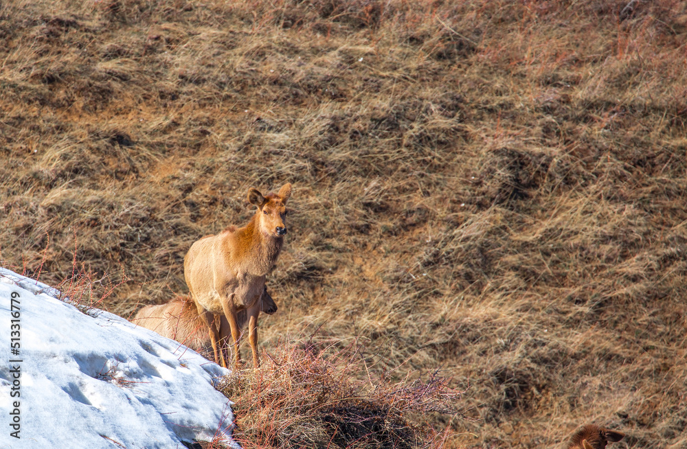 Deer in the mountains in spring looking for food. Herd of wild deer. Deer in the mountains in spring looking for food. Herd of wild deer.