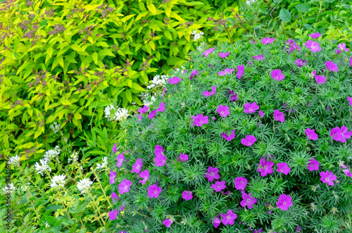 Geranium (Geranium sanguineum), also known as blood-red cranesbill, in an ornamental garden.