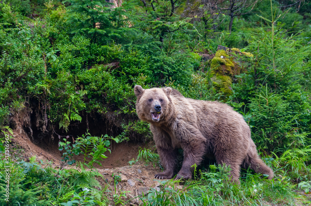 Fototapeta premium Wild brown bear (Ursus arctos) close up