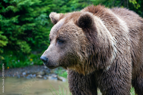 Wild brown bear (Ursus arctos) close up © Pavlo Burdyak