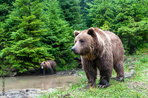 Wild brown bear (Ursus arctos) close up