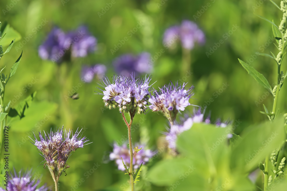 Closeup of isolated blue violet tansy (lacy phacelia tanacetifolia) flowers in green meadow - Germany Closeup of isolated blue violet tansy (lacy phacelia tanacetifolia) flowers in green meadow - Germany