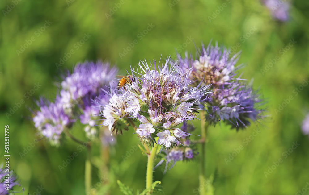Closeup of isolated blue violet tansy (lacy phacelia tanacetifolia) flowers in green meadow - Germany Closeup of isolated blue violet tansy (lacy phacelia tanacetifolia) flowers in green meadow - Germany