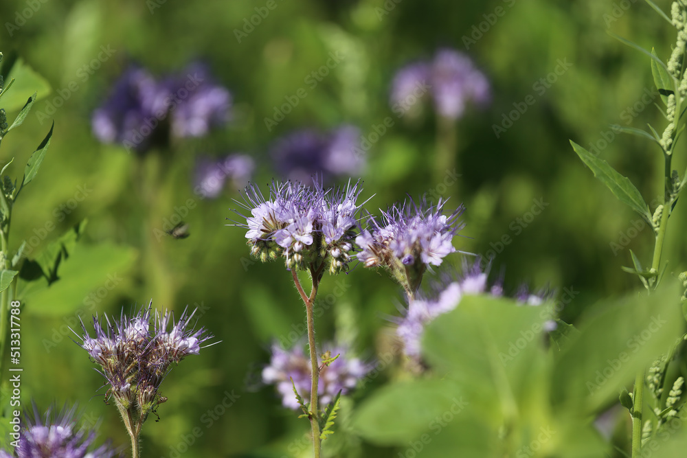 Closeup of isolated blue violet tansy (lacy phacelia tanacetifolia) flowers in green meadow - Germany Closeup of isolated blue violet tansy (lacy phacelia tanacetifolia) flowers in green meadow - Germany