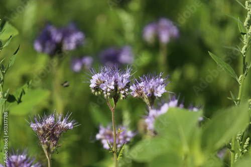 Closeup of isolated blue violet tansy (lacy phacelia tanacetifolia) flowers in green meadow - Germany