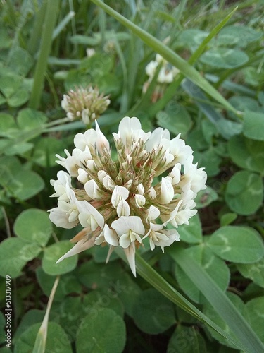 4 leaf clover