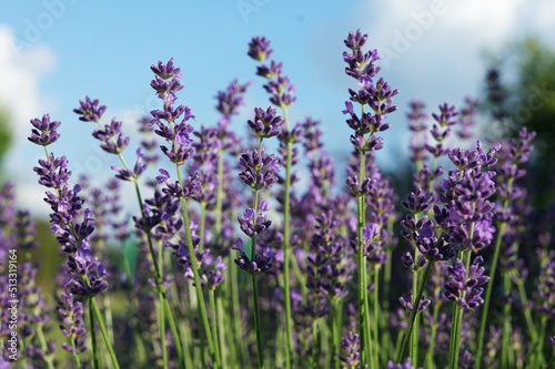 Lavenders