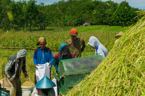 view of rice farmers harvesting together in Bengkulu, Indonesia