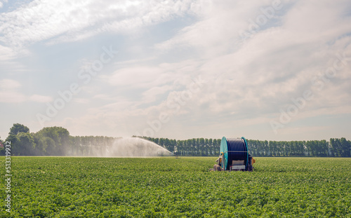 Sprinkler installation with irrigation reel in a Dutch field with flowering potato plants.