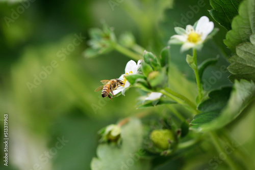 bee on a flower
