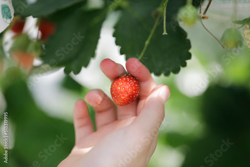 strawberries in hand