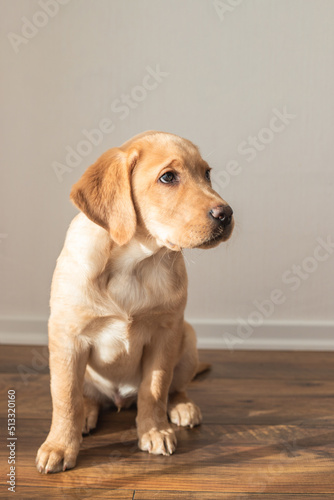 A beautiful puppy of a beige labrador retriever sits on the floor at home and looks away. Care and maintenance of pets at home. Dogs as friends and companions.