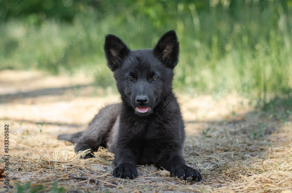 Cute black mix breed puppy in grass. Outbred dog in summer forest Cute black mix breed puppy in grass. Outbred dog in summer forest