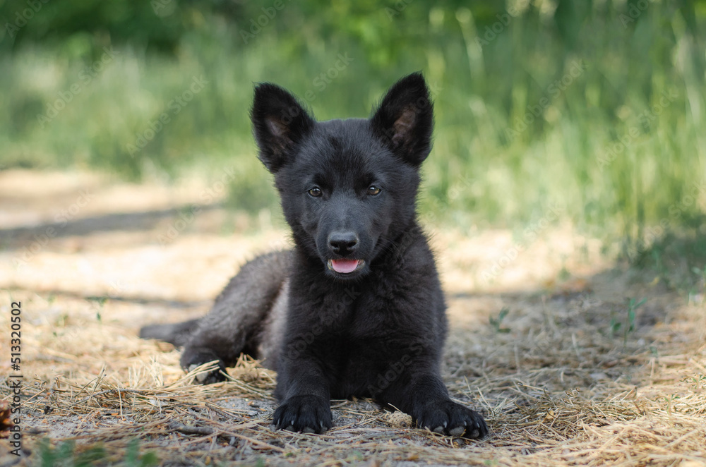 Cute black mix breed puppy in grass. Outbred dog in summer forest