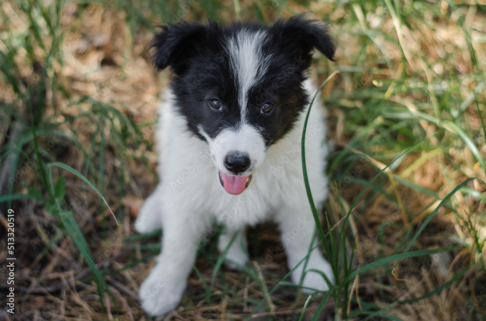 Cute black and white mix breed puppy in grass. Outbred dog in summer forest Cute black and white mix breed puppy in grass. Outbred dog in summer forest